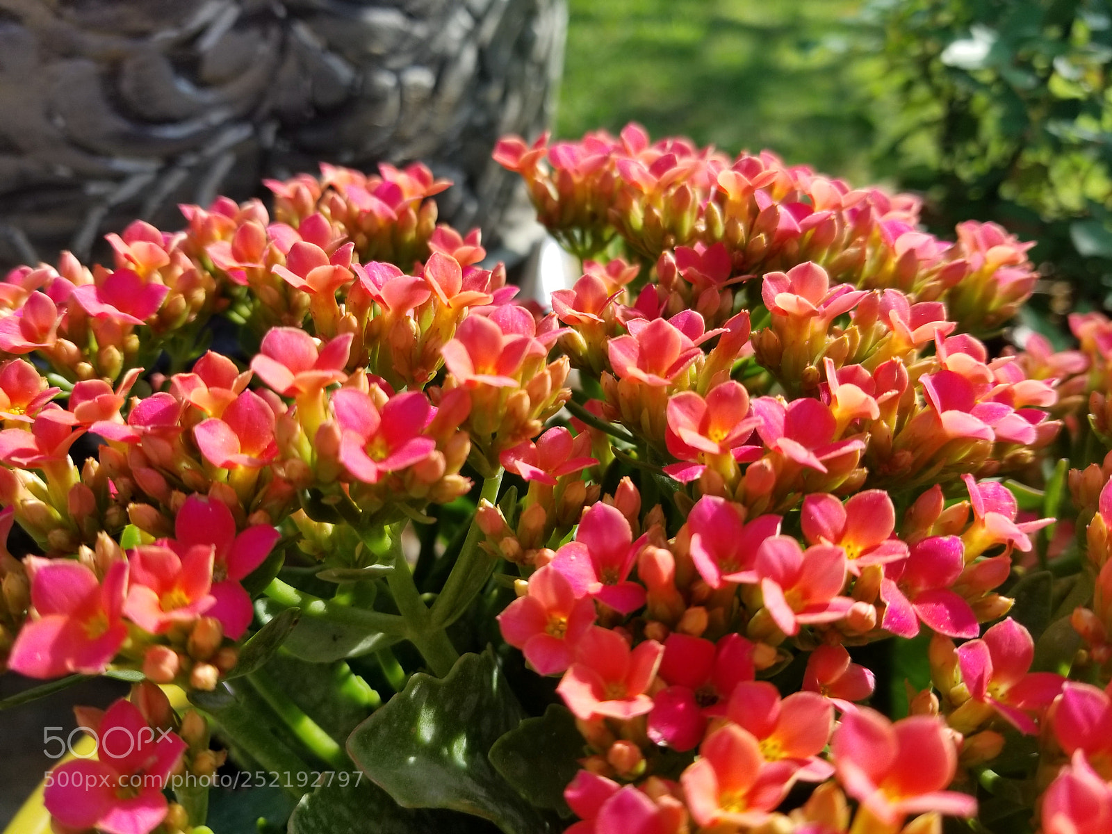 Samsung Galaxy S8+ sample photo. Kalanchoe photography