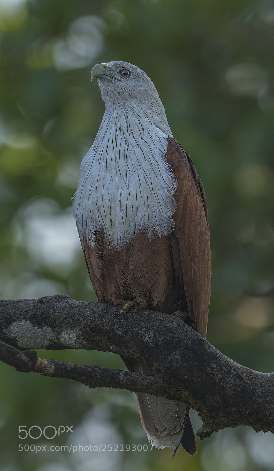 Nikon D500 sample photo. Brahminy kite photography