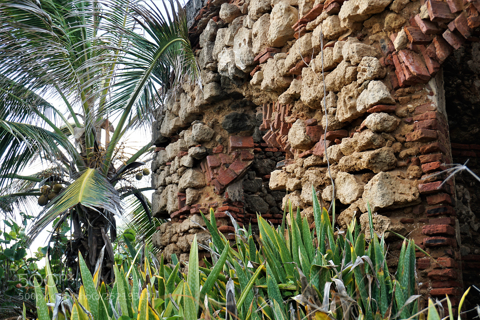Sony a6000 sample photo. Coconuts and ruins photography