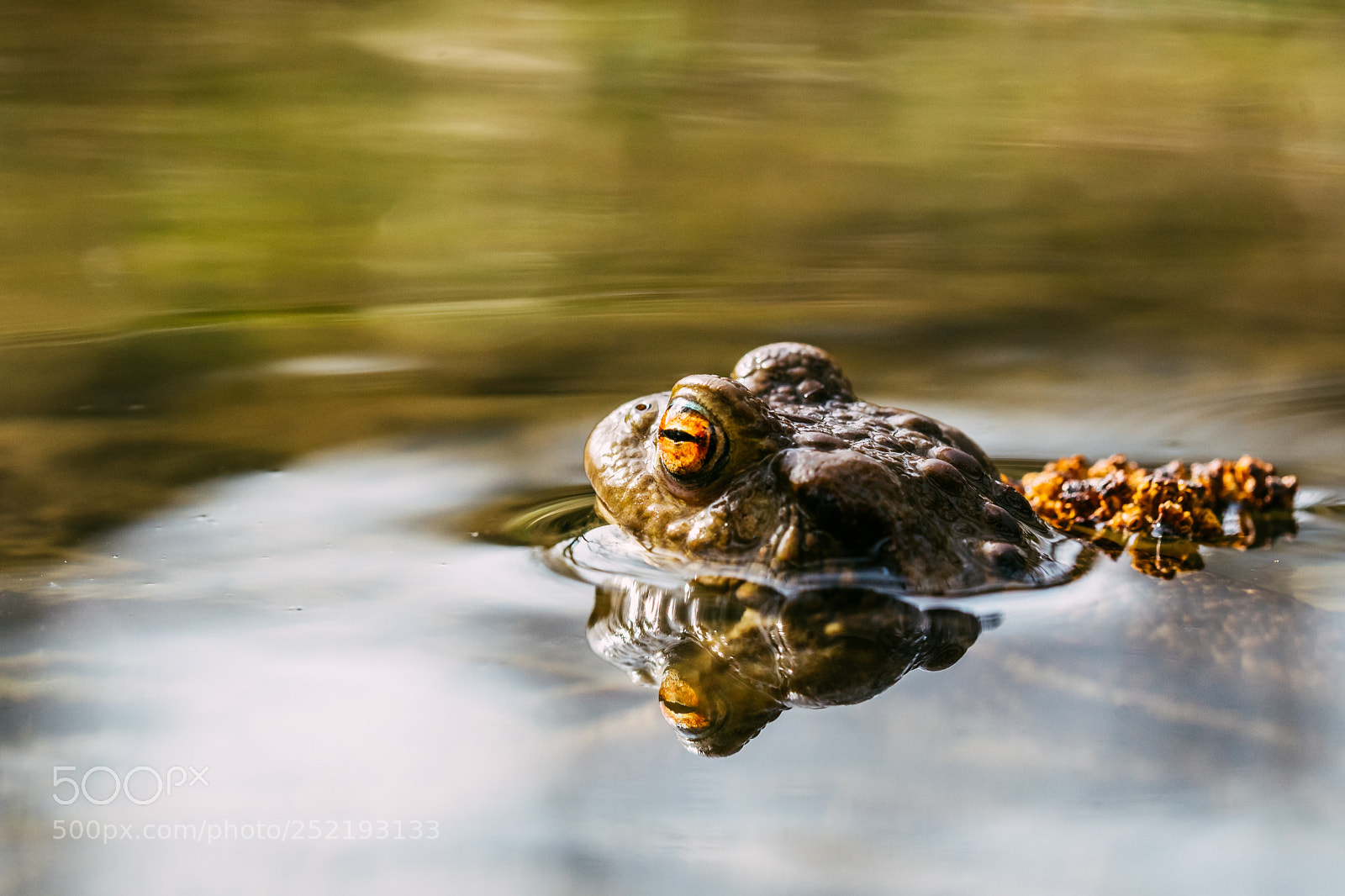 Nikon D500 sample photo. Eye of bufo bufo photography
