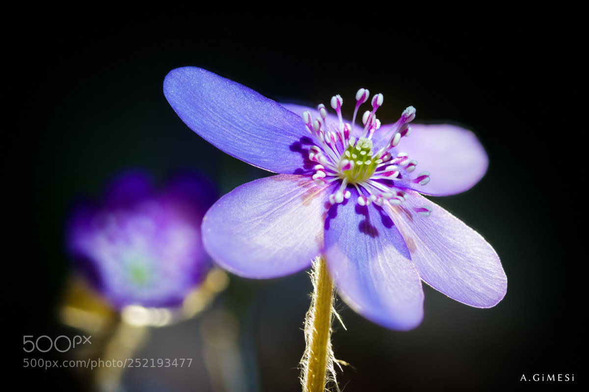 Canon EOS 80D sample photo. Liverwort (anemone hepatica) photography