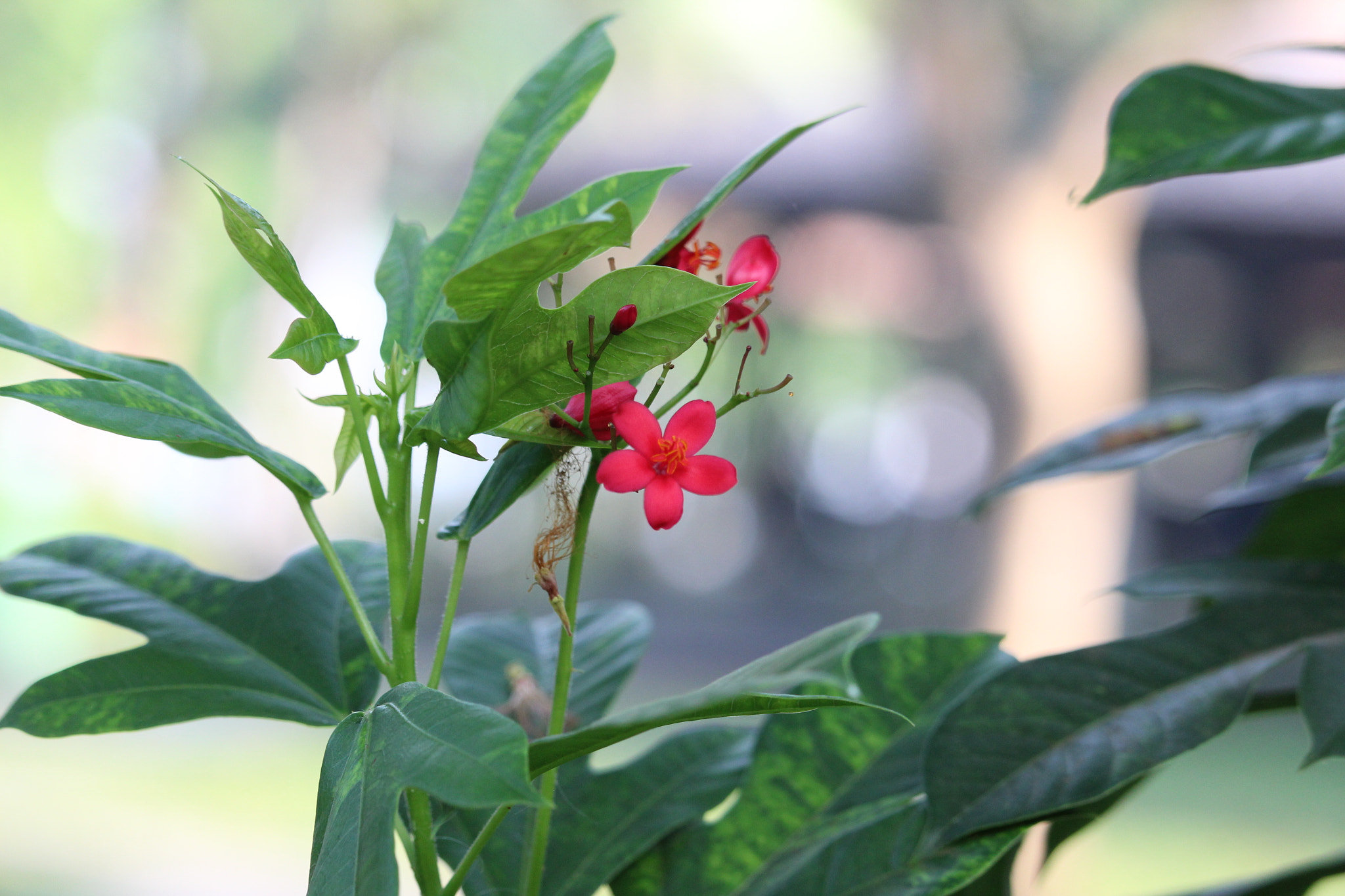 Canon EF-S 55-250mm F4-5.6 IS STM sample photo