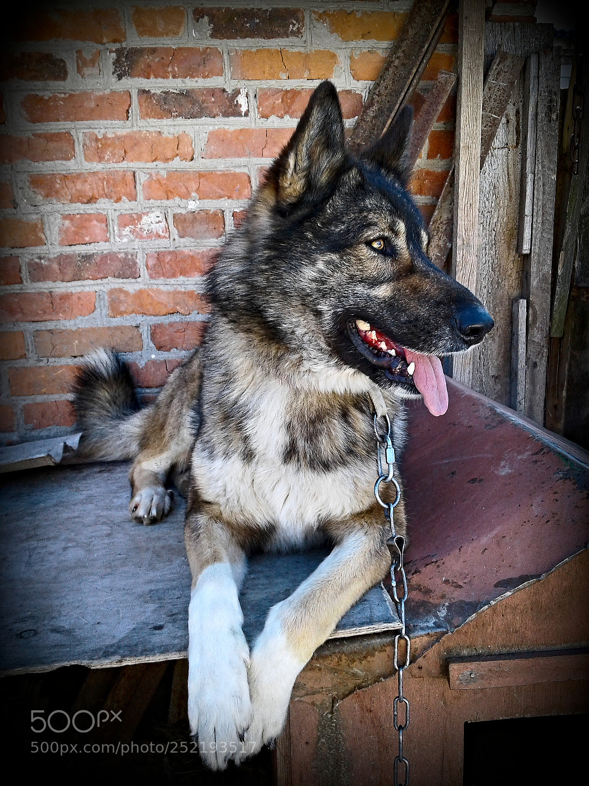 Samsung Galaxy J1 sample photo. The dog photography
