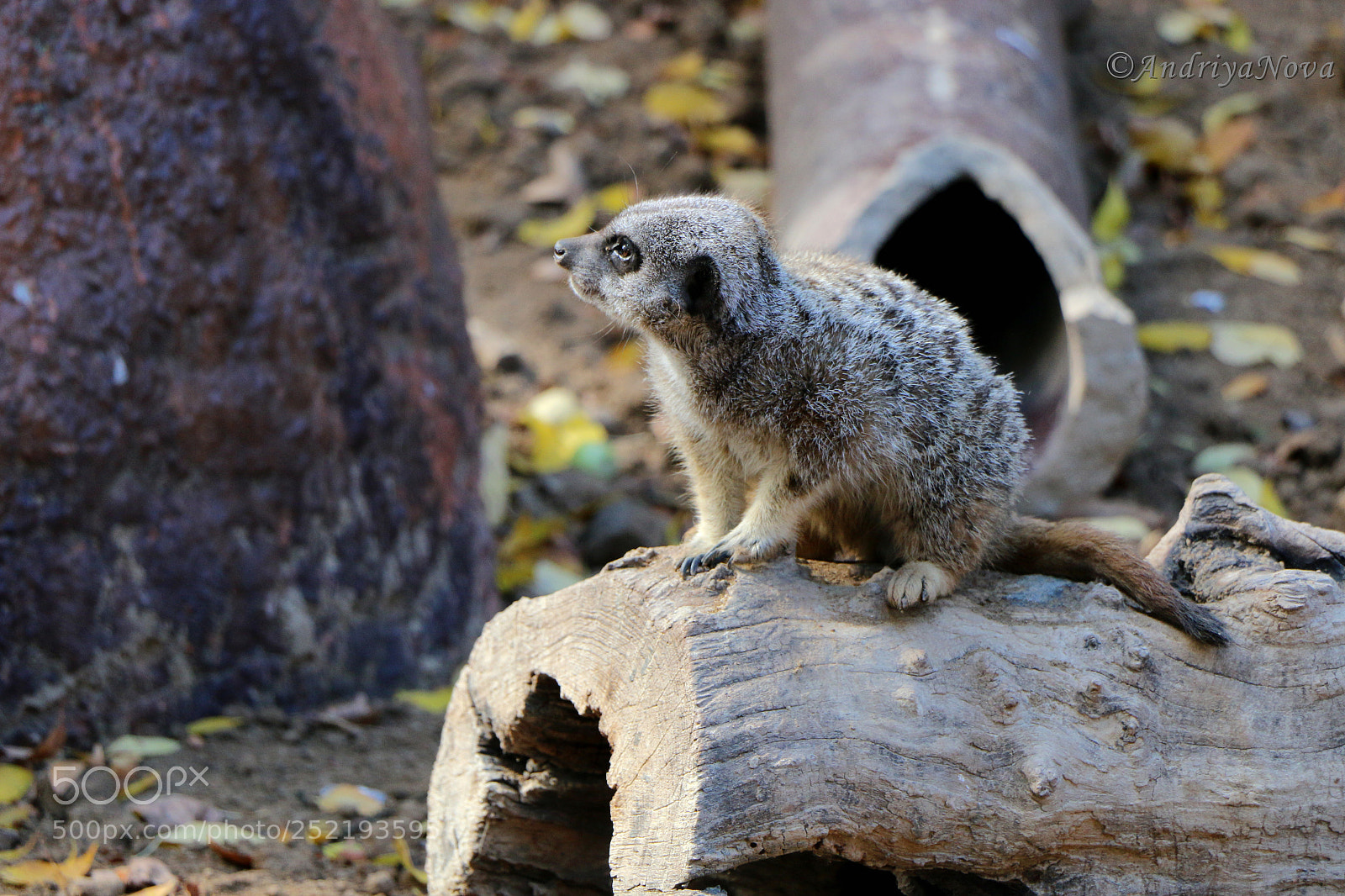 Canon EOS 70D sample photo. Suricata photography