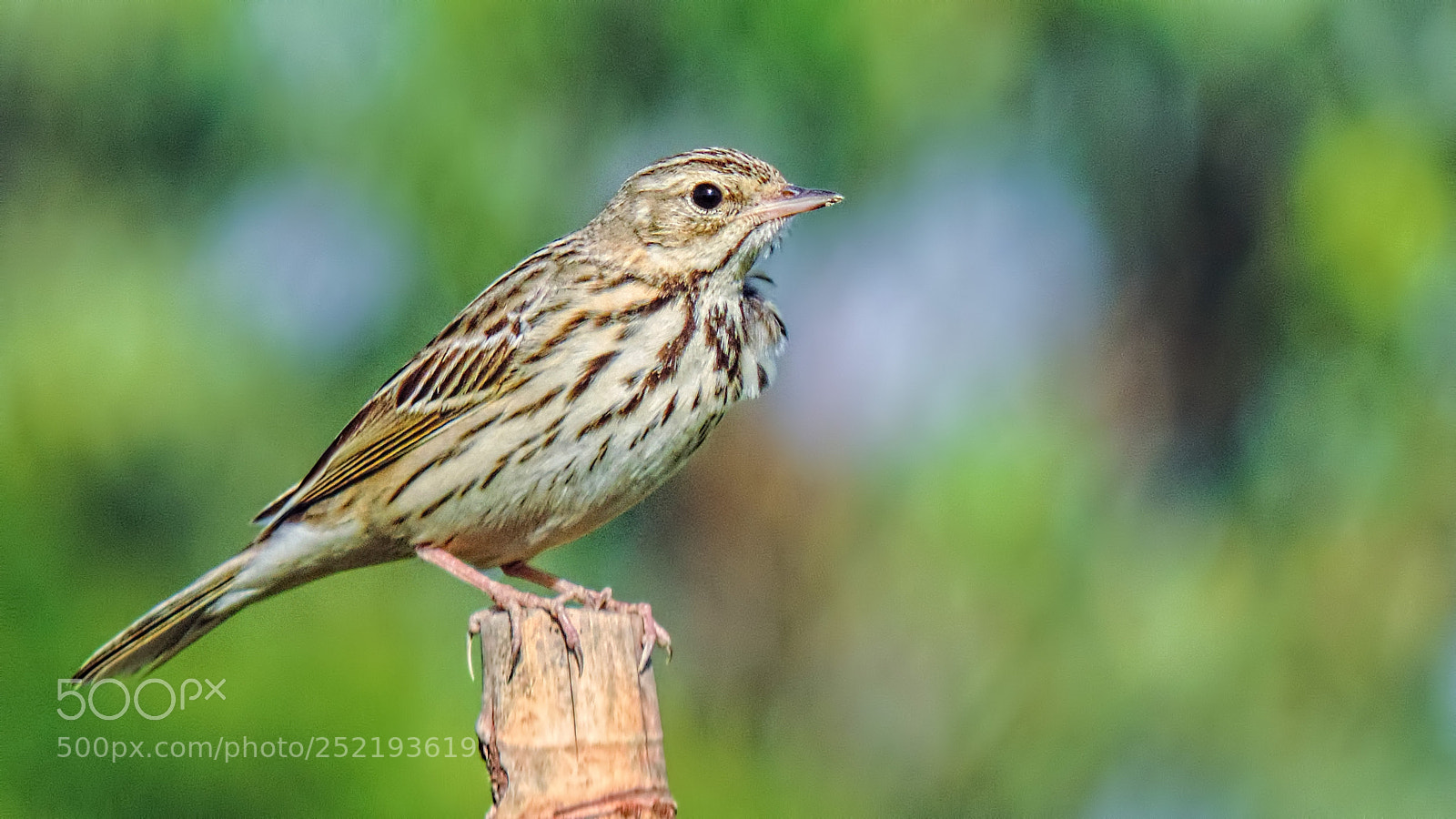 Nikon Coolpix P520 sample photo. Tree pipit photography