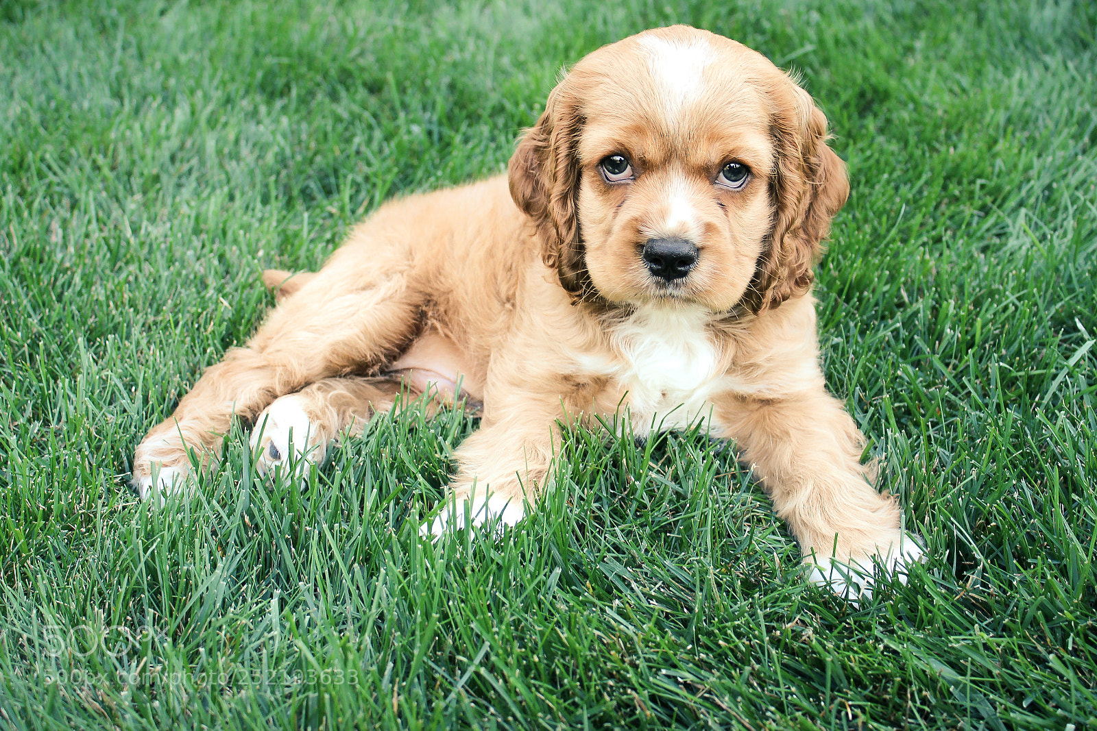 Canon EOS 600D (Rebel EOS T3i / EOS Kiss X5) sample photo. My puppy photography
