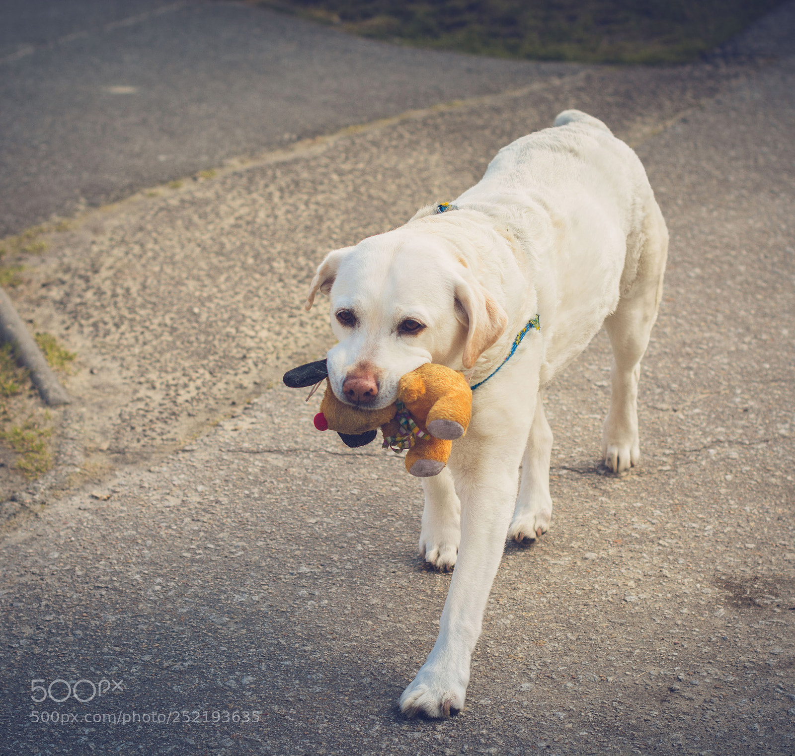 Nikon D7100 sample photo. Dog & toy photography