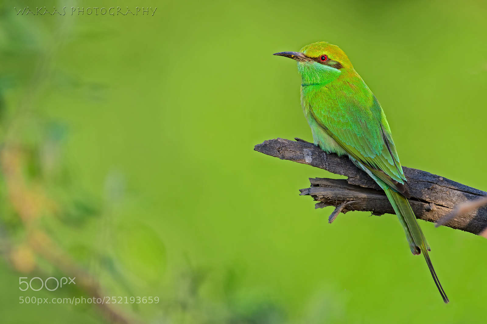 Nikon D850 sample photo. Green bee eater photography
