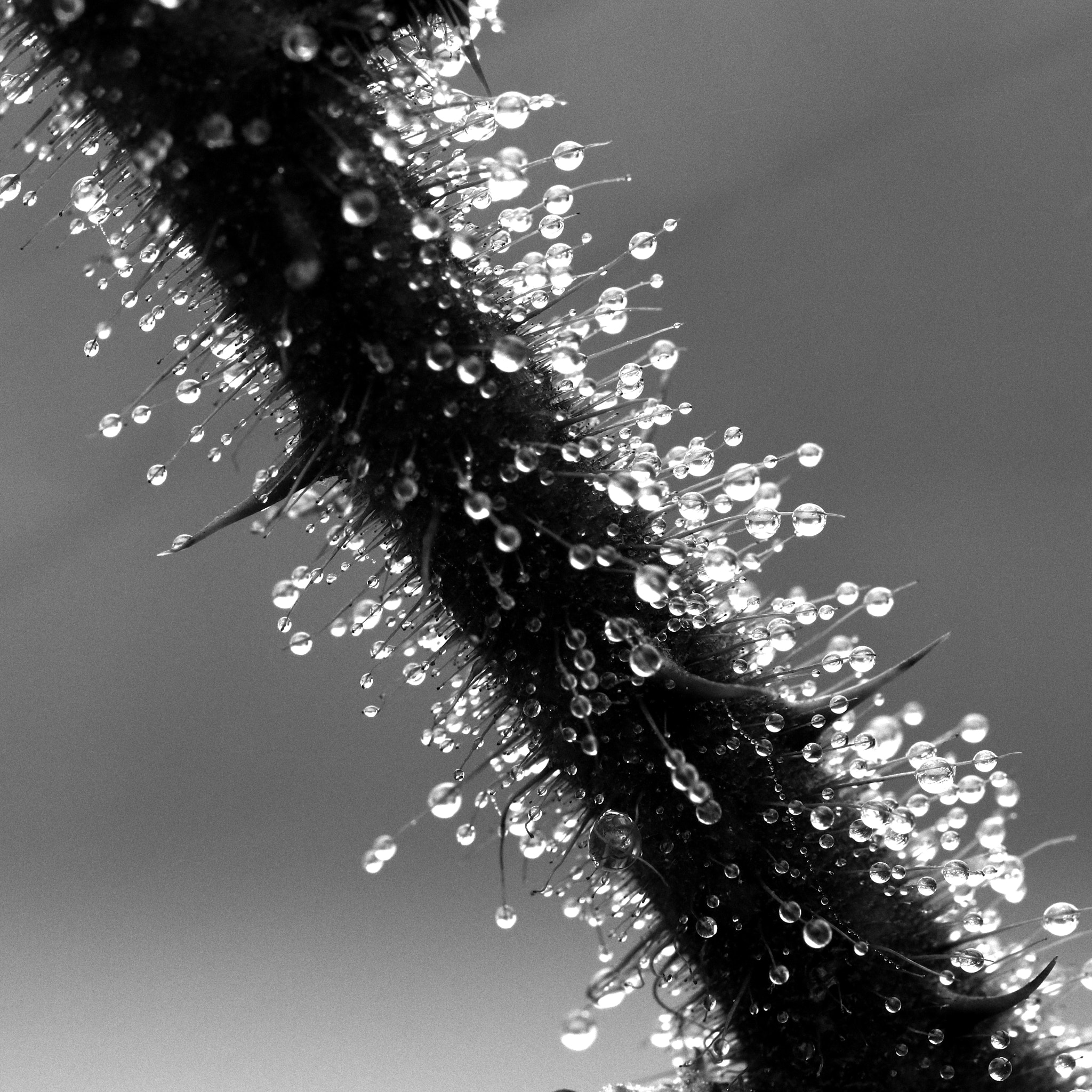 Canon EF 100mm F2.8 Macro USM sample photo. Thorny photography