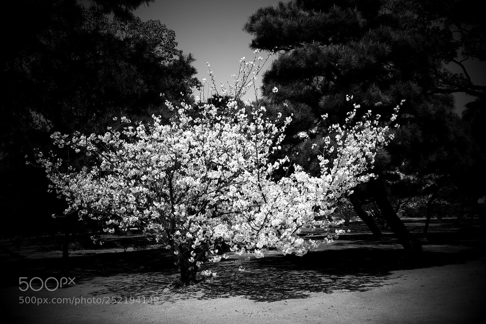 Sony Alpha DSLR-A900 sample photo. Bwslk photography