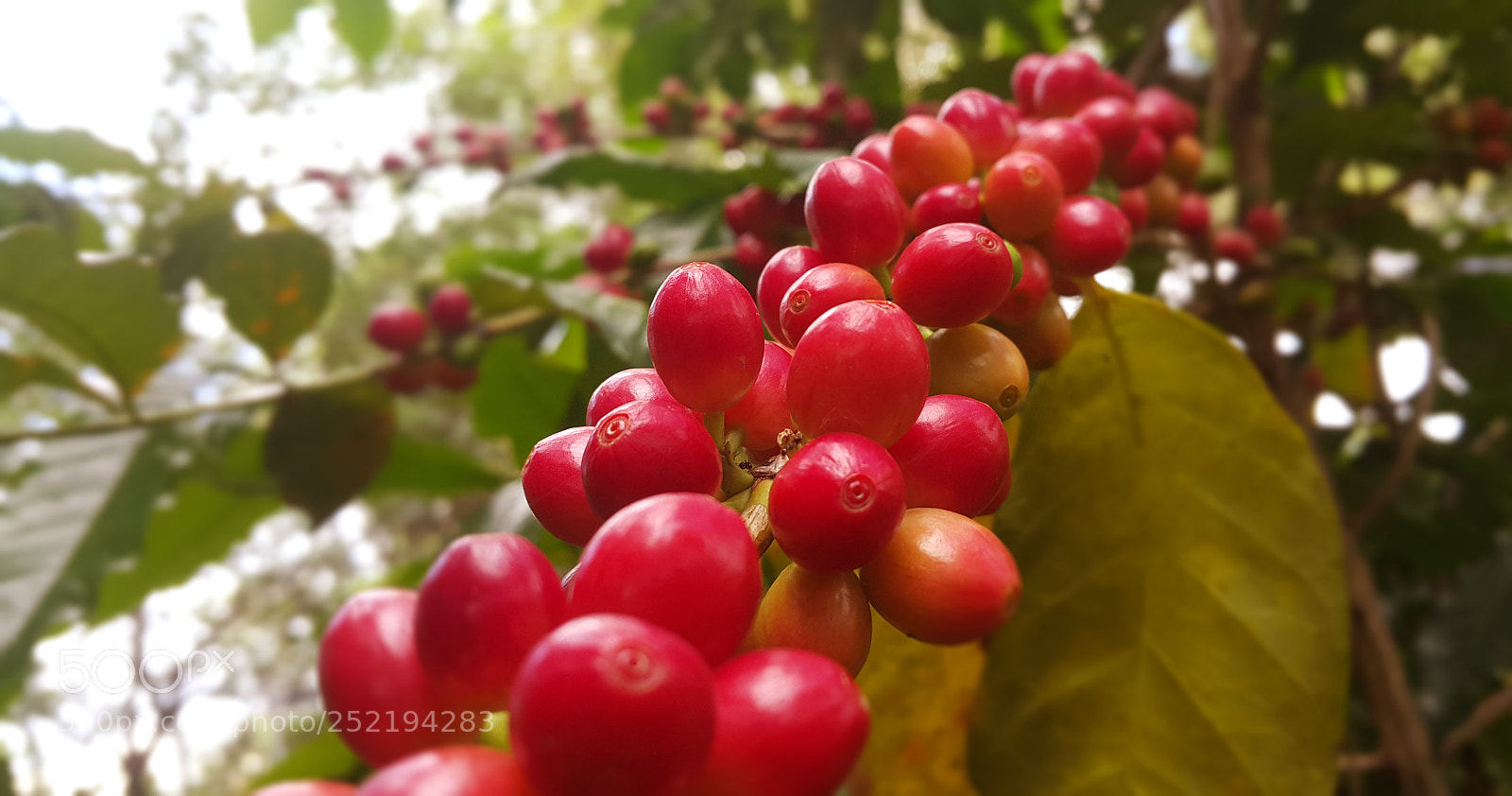 Samsung Galaxy Note4 sample photo. Café photography