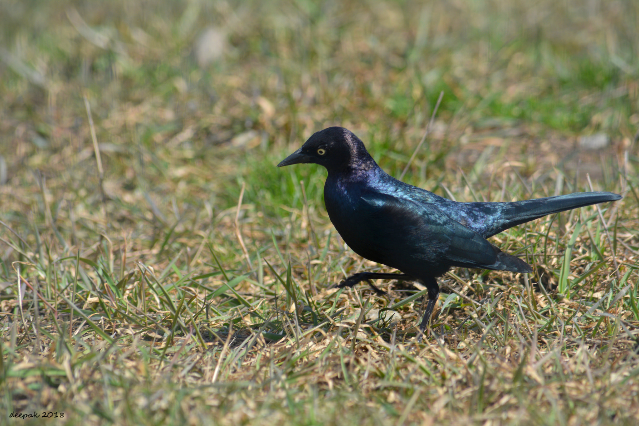 Nikon D5200 sample photo. Brewer's blackbird photography