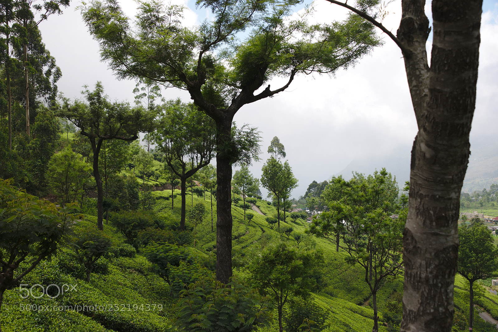 Nikon D610 sample photo. Sri lanka lipton seat 2018 photography
