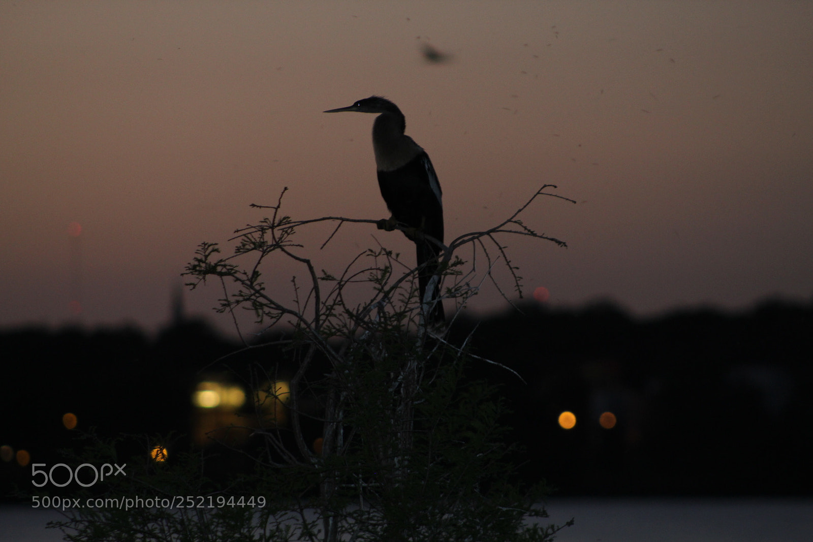 Canon EF 75-300mm f/4-5.6 sample photo. Dusk photography