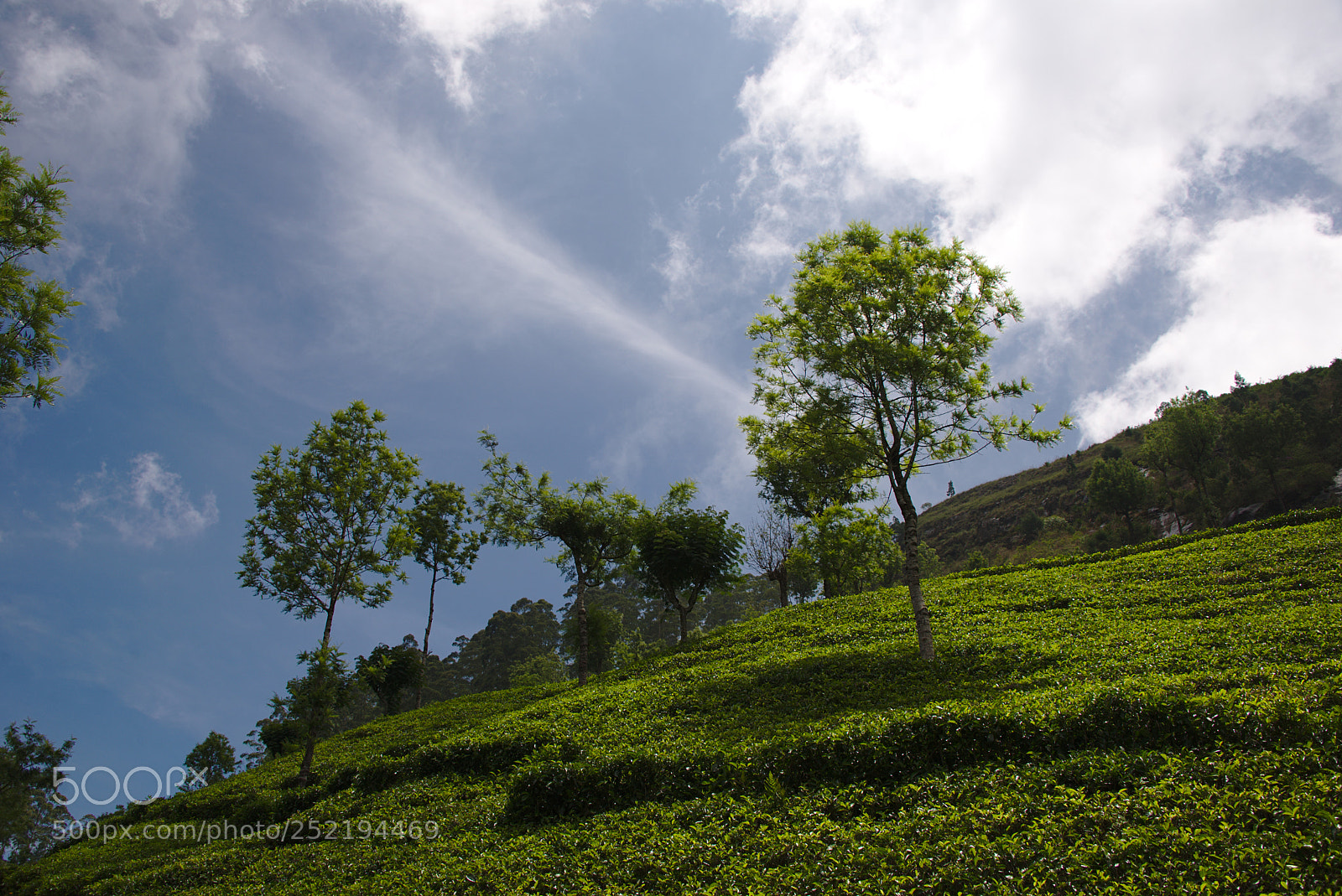 Nikon D610 sample photo. Sri lanka lipton seat 2018 photography