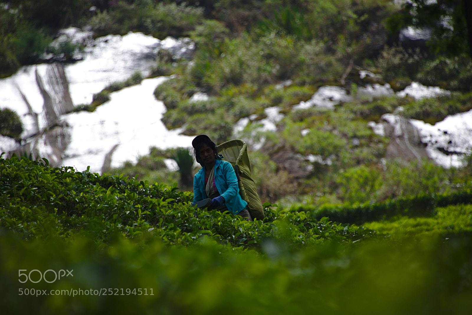 Nikon D610 sample photo. Sri lanka lipton seat 2018 photography