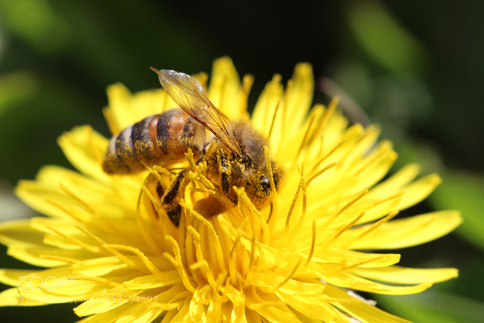 Canon EOS 600D (Rebel EOS T3i / EOS Kiss X5) sample photo. Pollination  photography