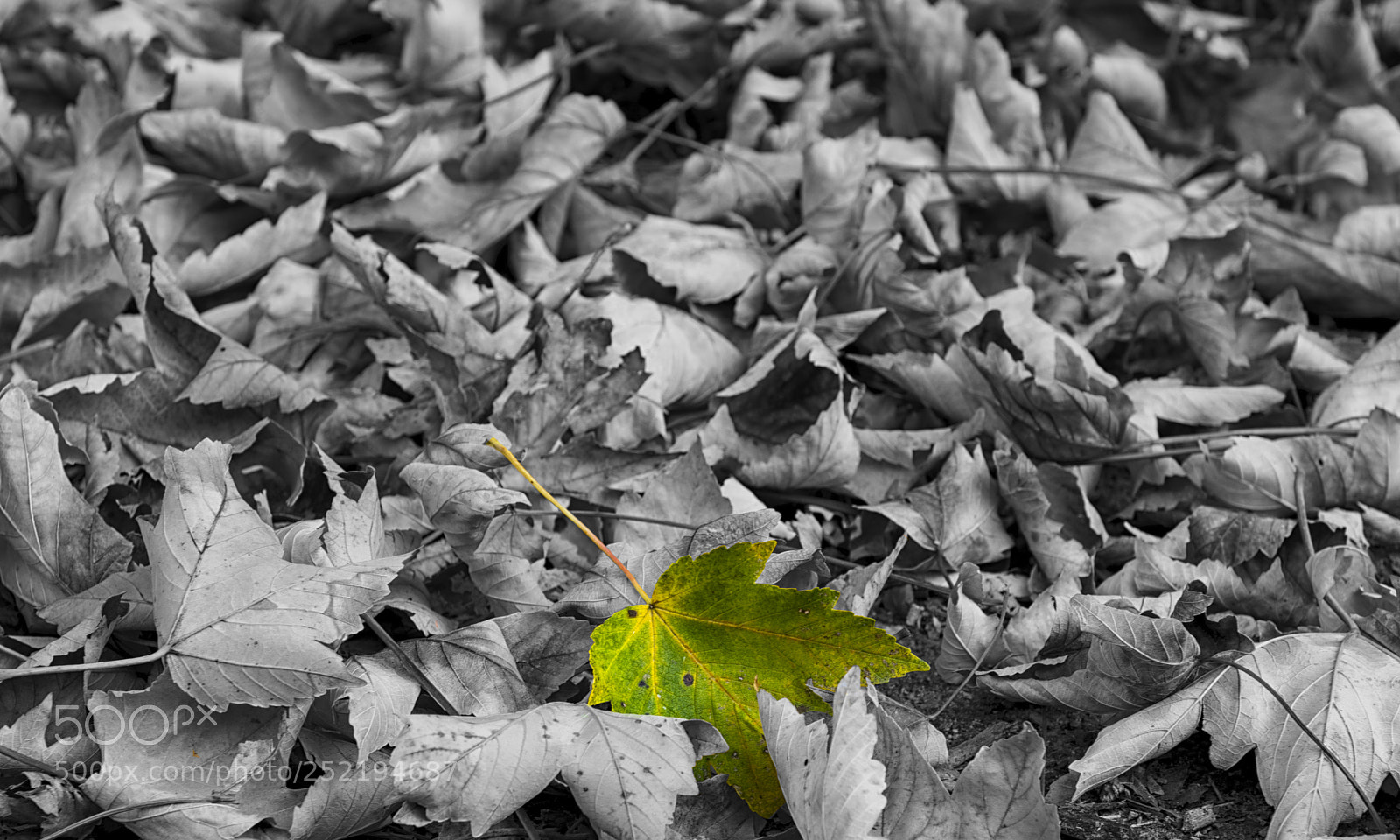 Nikon D3300 sample photo. Foglia photography