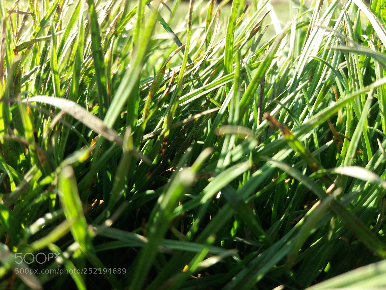Samsung Galaxy J5(2016) sample photo. Grass photography