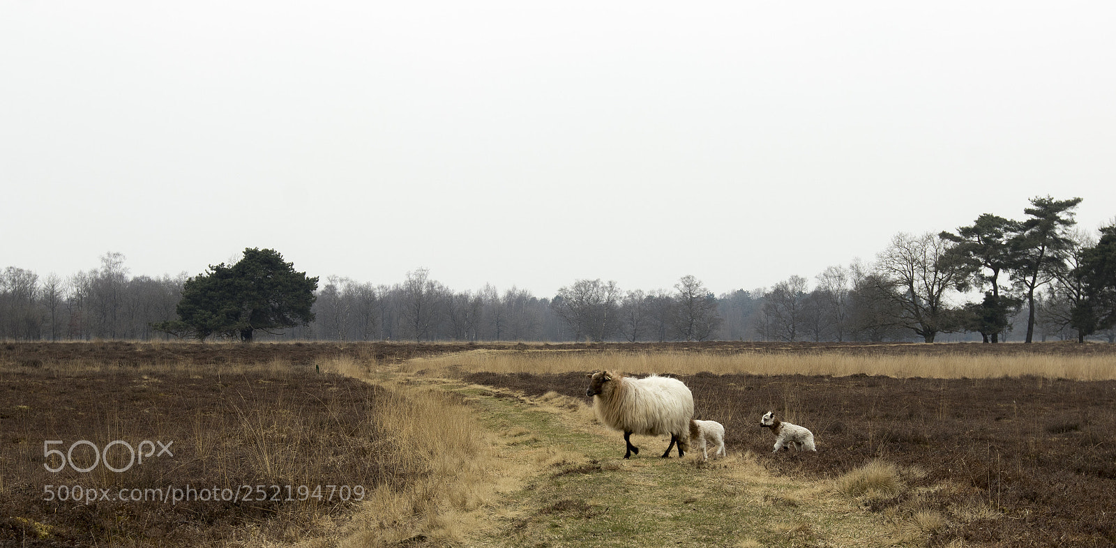 Canon EOS 80D sample photo. Voorjaar 01 photography
