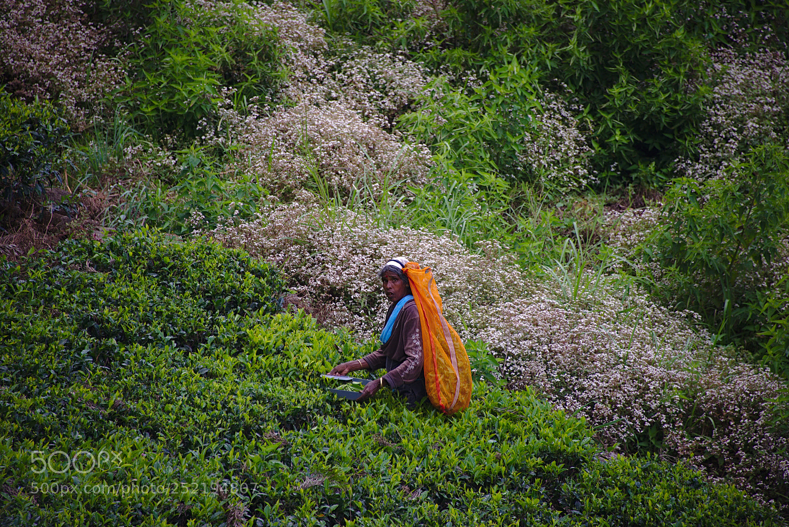 Nikon D610 sample photo. Sri lanka lipton seat 2018 photography