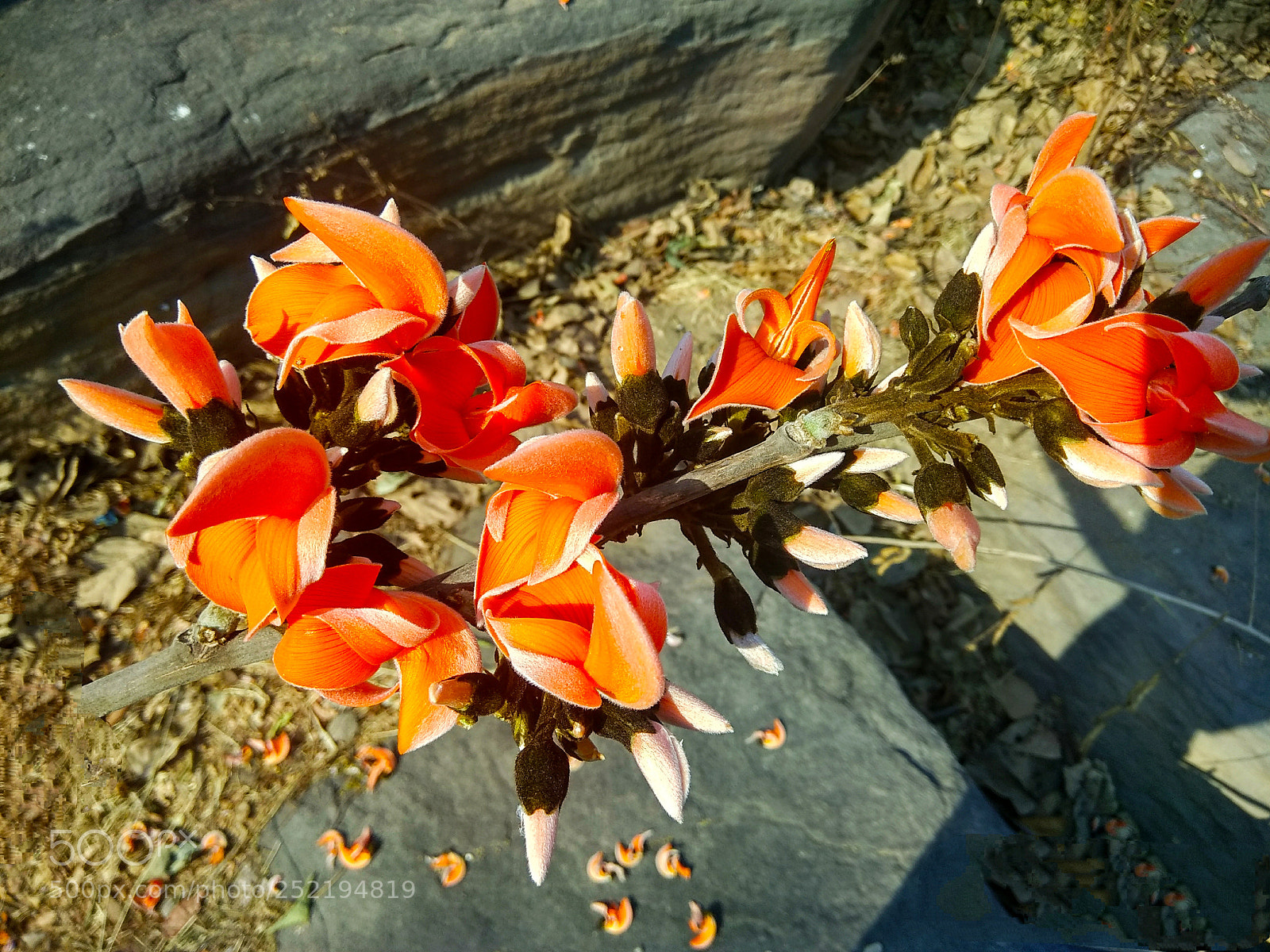 Xiaomi Redmi Note 4 sample photo. The flower photography