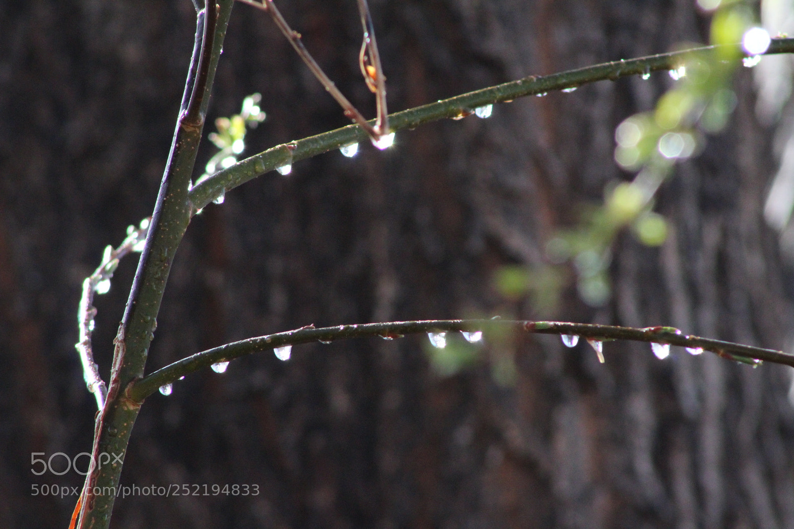 Canon EF 75-300mm f/4-5.6 sample photo. Ice drops photography