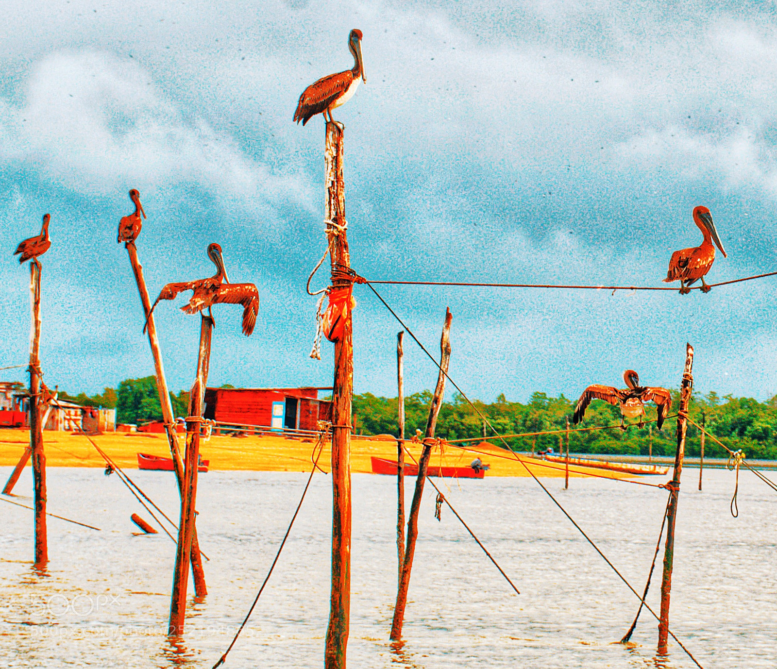 Nikon D7000 sample photo. The pelican circus photography
