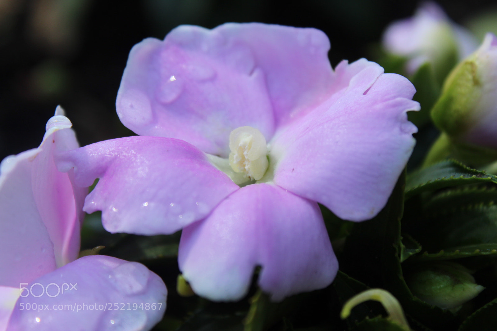 Canon EOS 1300D (EOS Rebel T6 / EOS Kiss X80) sample photo. Beauty photography