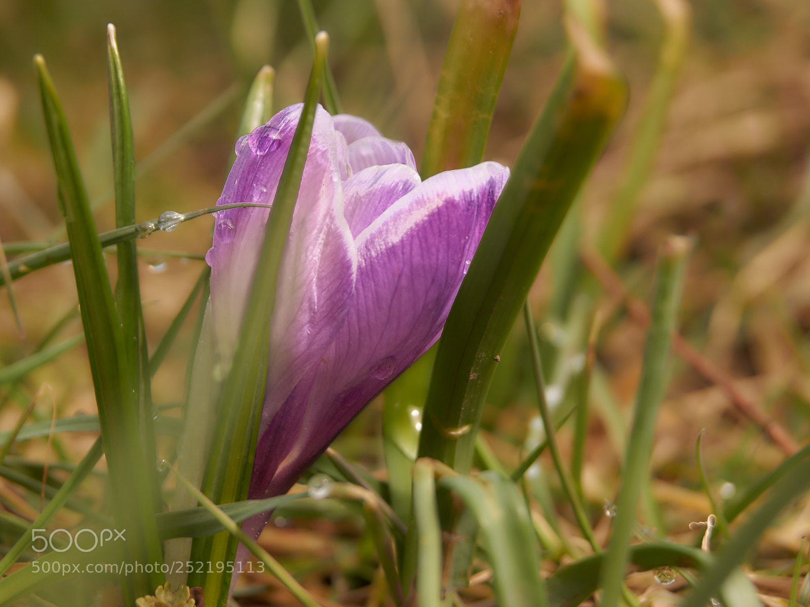 Sony SLT-A65 (SLT-A65V) sample photo. Hidden crocus photography