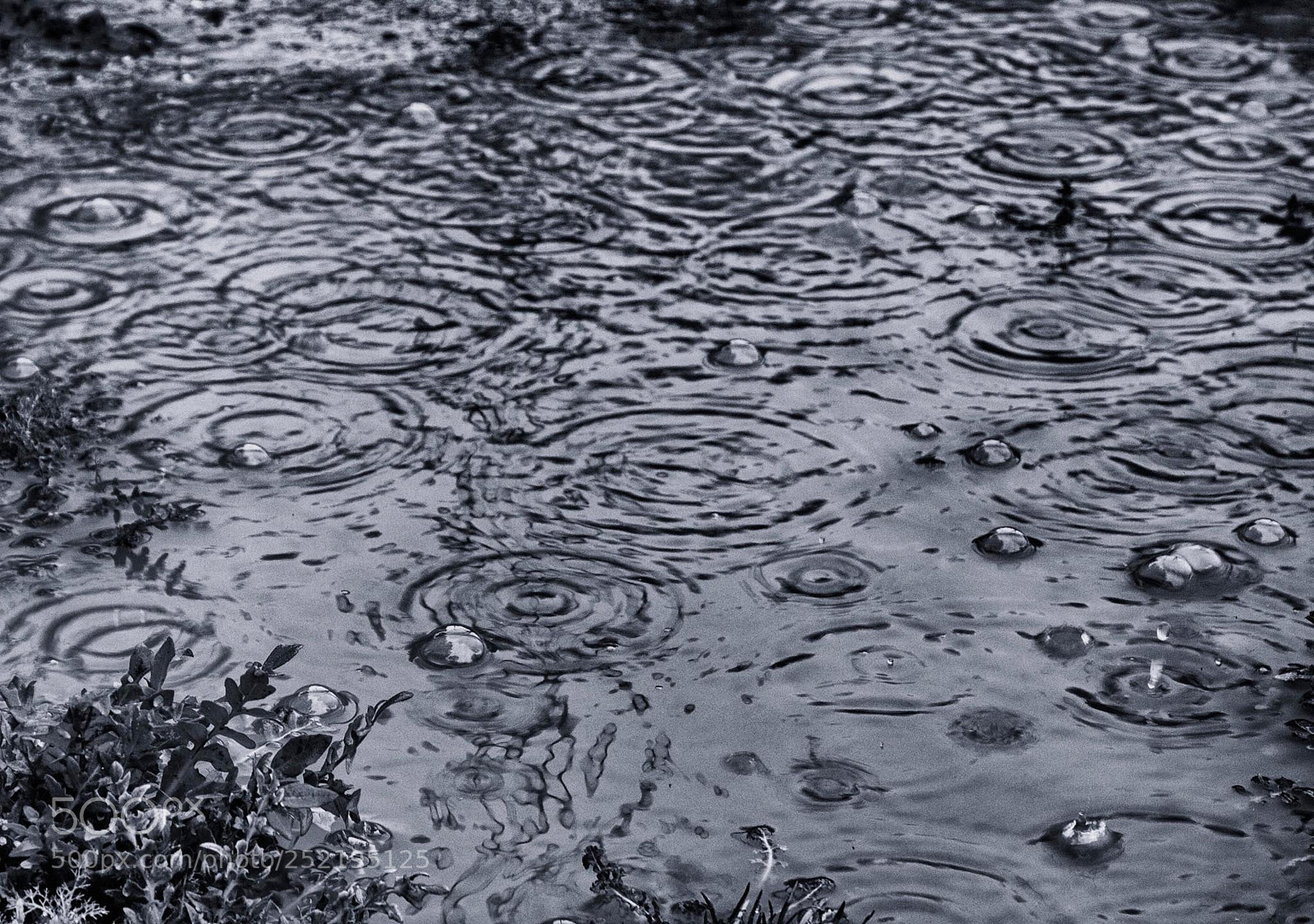 Canon EOS 1000D (EOS Digital Rebel XS / EOS Kiss F) sample photo. Raining again photography