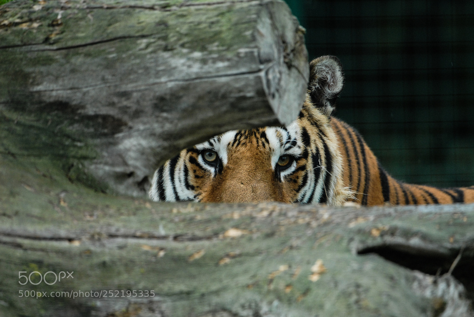 Nikon D200 sample photo. Whf b photography