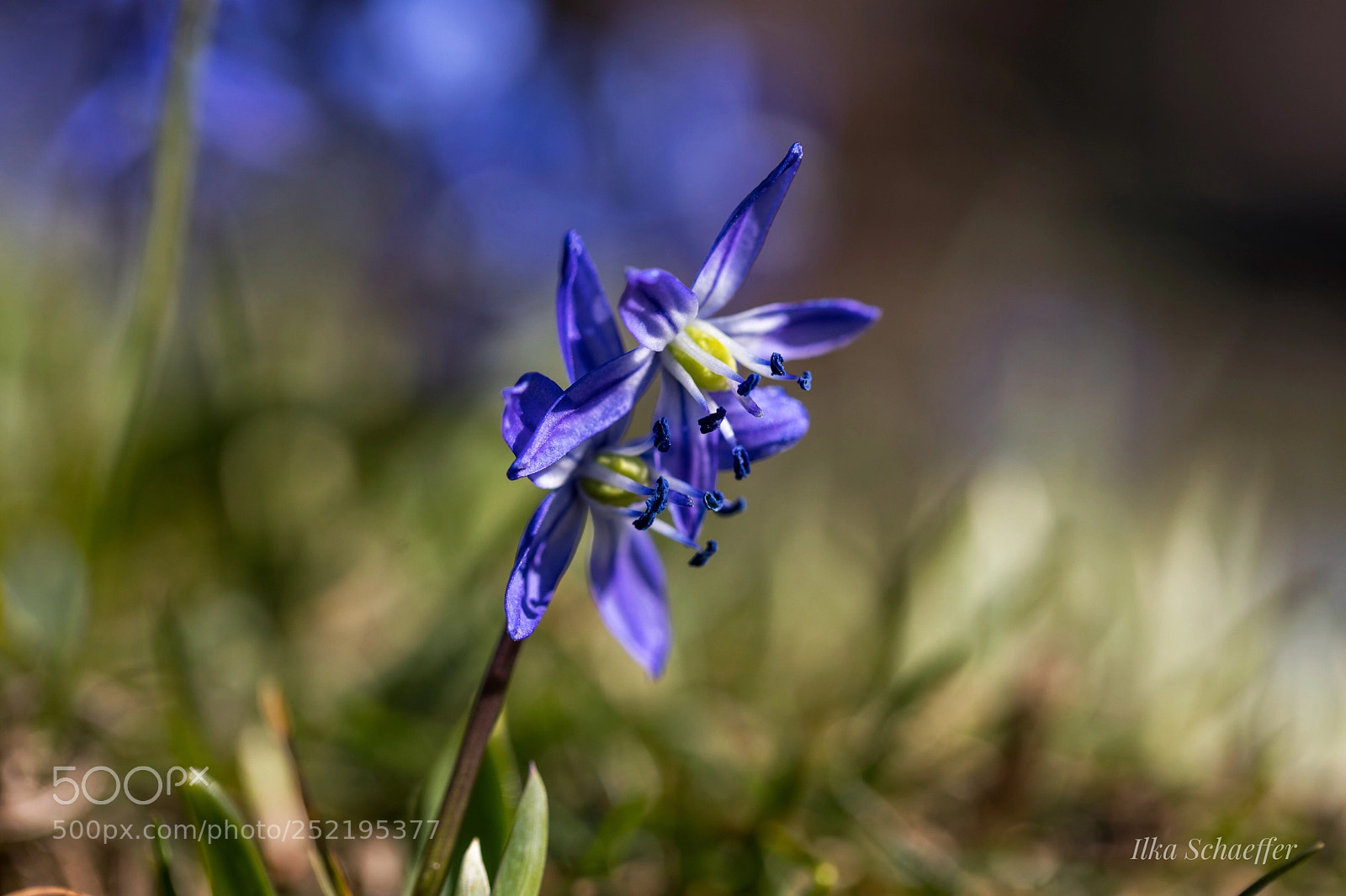 Canon EOS 5D Mark IV sample photo. Blausternchen  photography