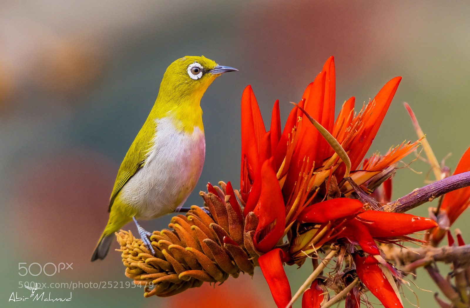 Nikon D7100 sample photo. :: oriental white-eye :: photography