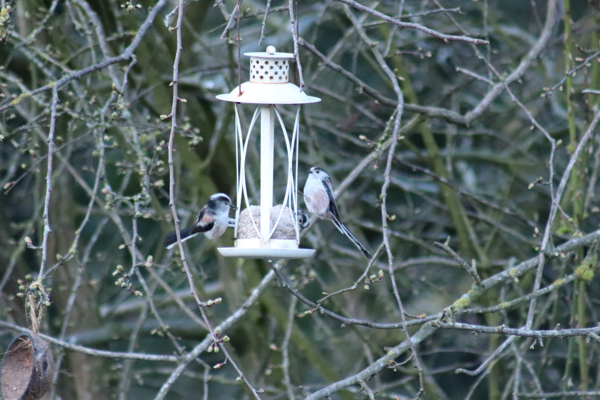 Canon EF 75-300mm f/4-5.6 sample photo. Img photography