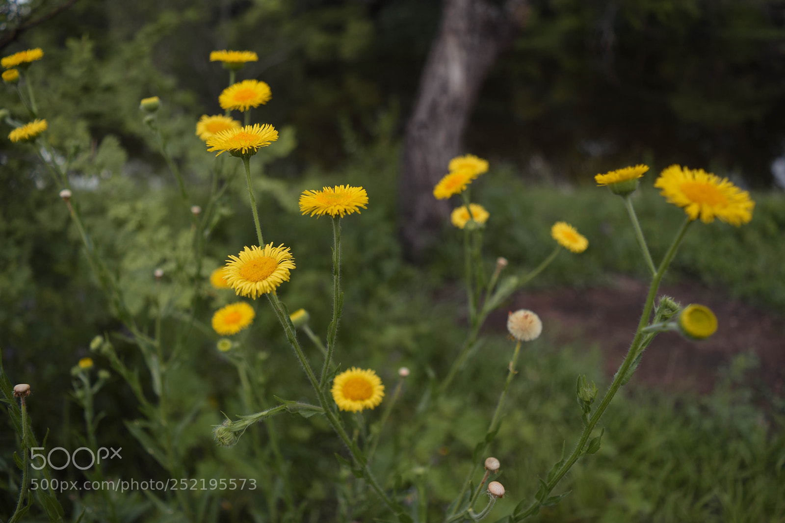 Nikon D5500 sample photo. Flowers photography