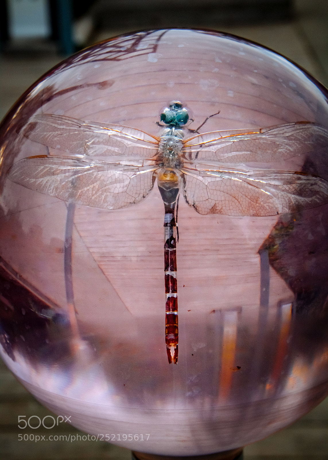 Canon EOS 70D sample photo. Dragonfly // libellule photography