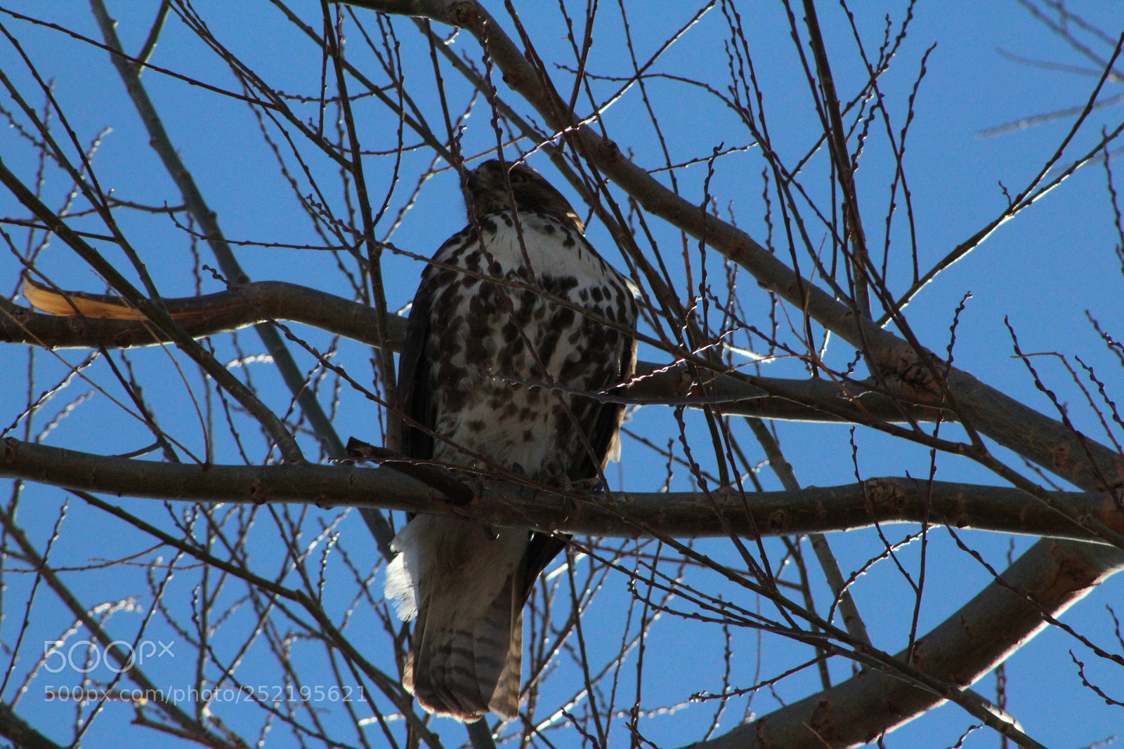 Canon EF 75-300mm f/4-5.6 sample photo. Hawk photography