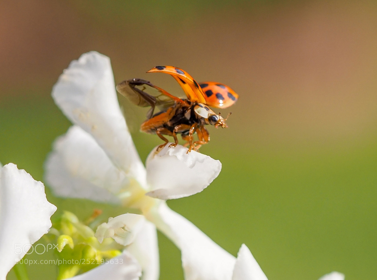 Olympus OM-D E-M1 Mark II sample photo. Ladybug on the jasmine photography