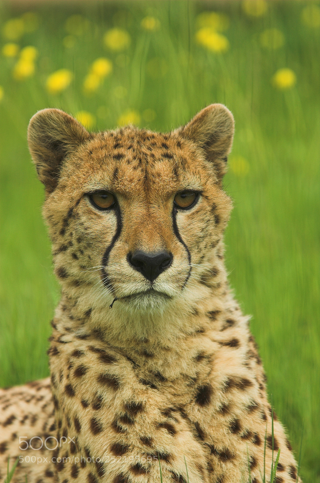 Nikon D70 sample photo. Whf e photography