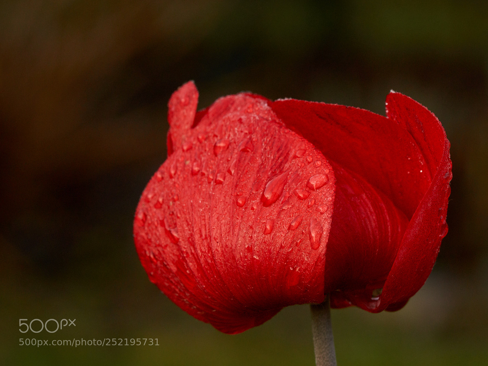 Sony SLT-A65 (SLT-A65V) sample photo. Red anemone with raindrops photography