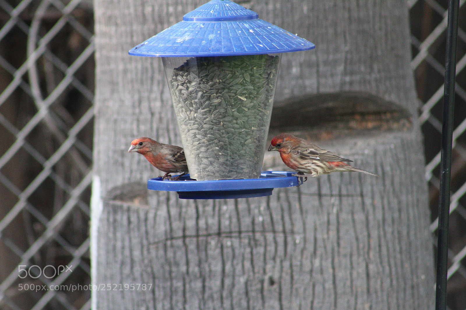 Canon EOS 1300D (EOS Rebel T6 / EOS Kiss X80) sample photo. Purple finches photography