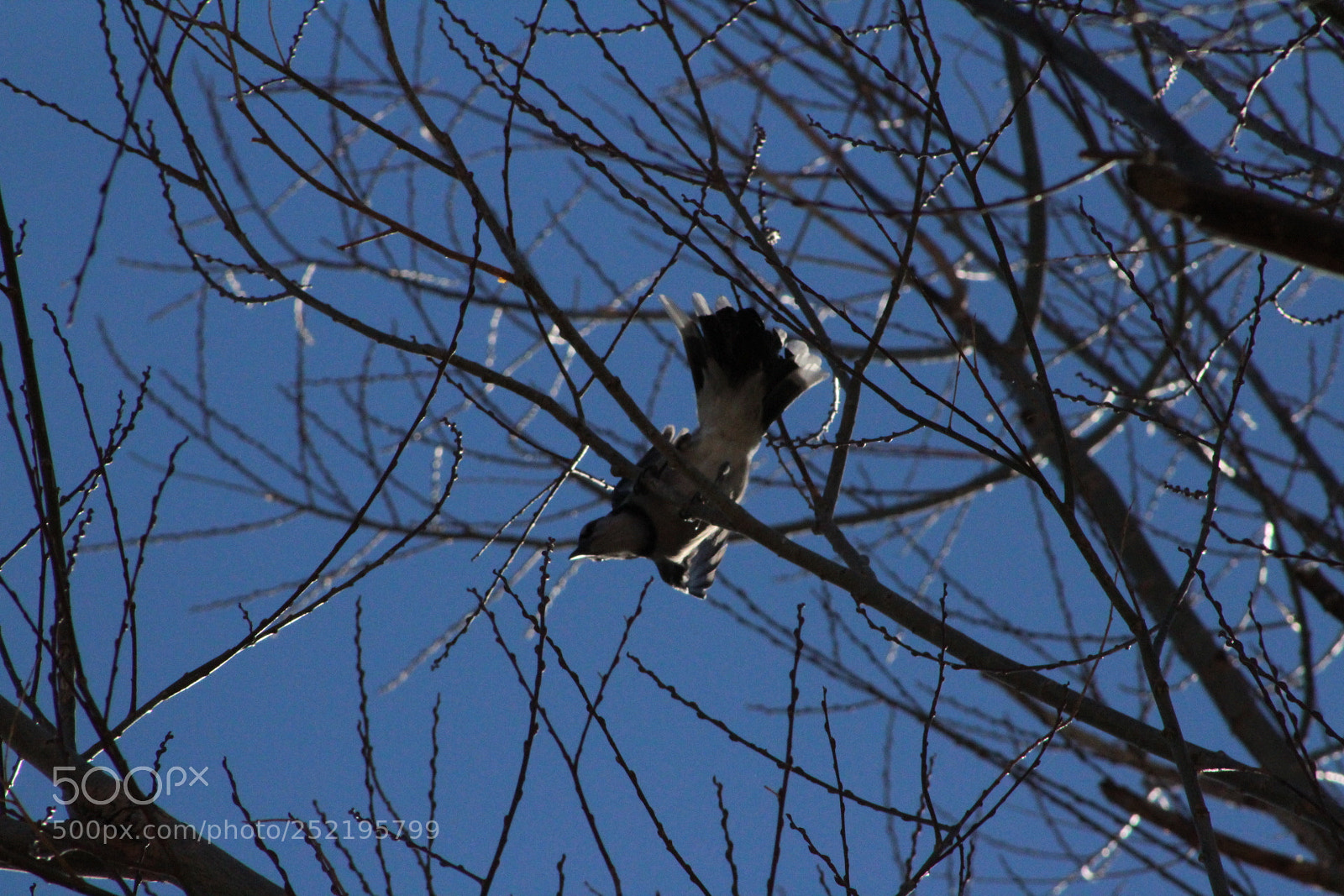 Canon EF 75-300mm f/4-5.6 sample photo. Angry bird photography