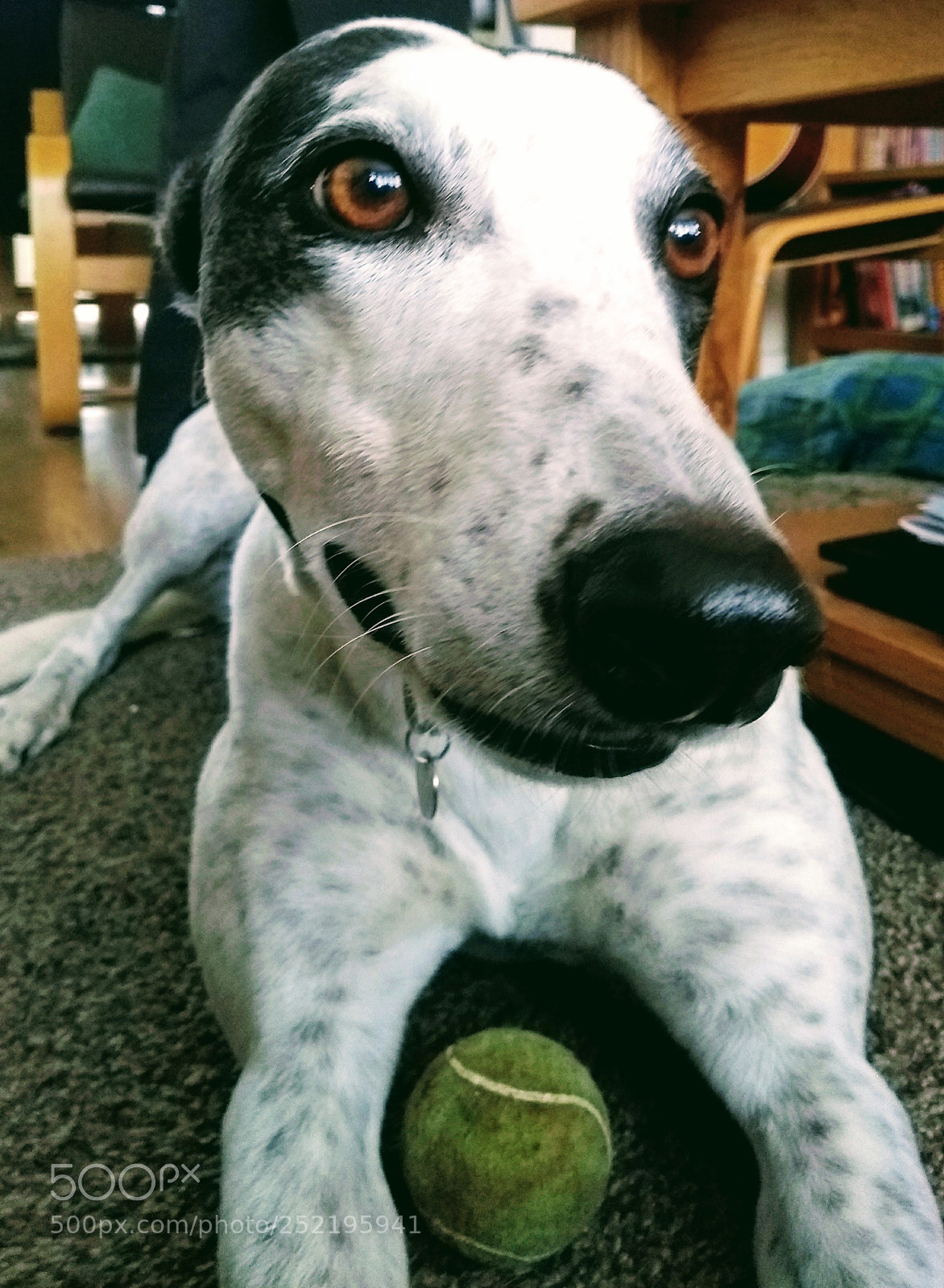 Motorola Moto G (5th Gen) sample photo. Greyhound photography