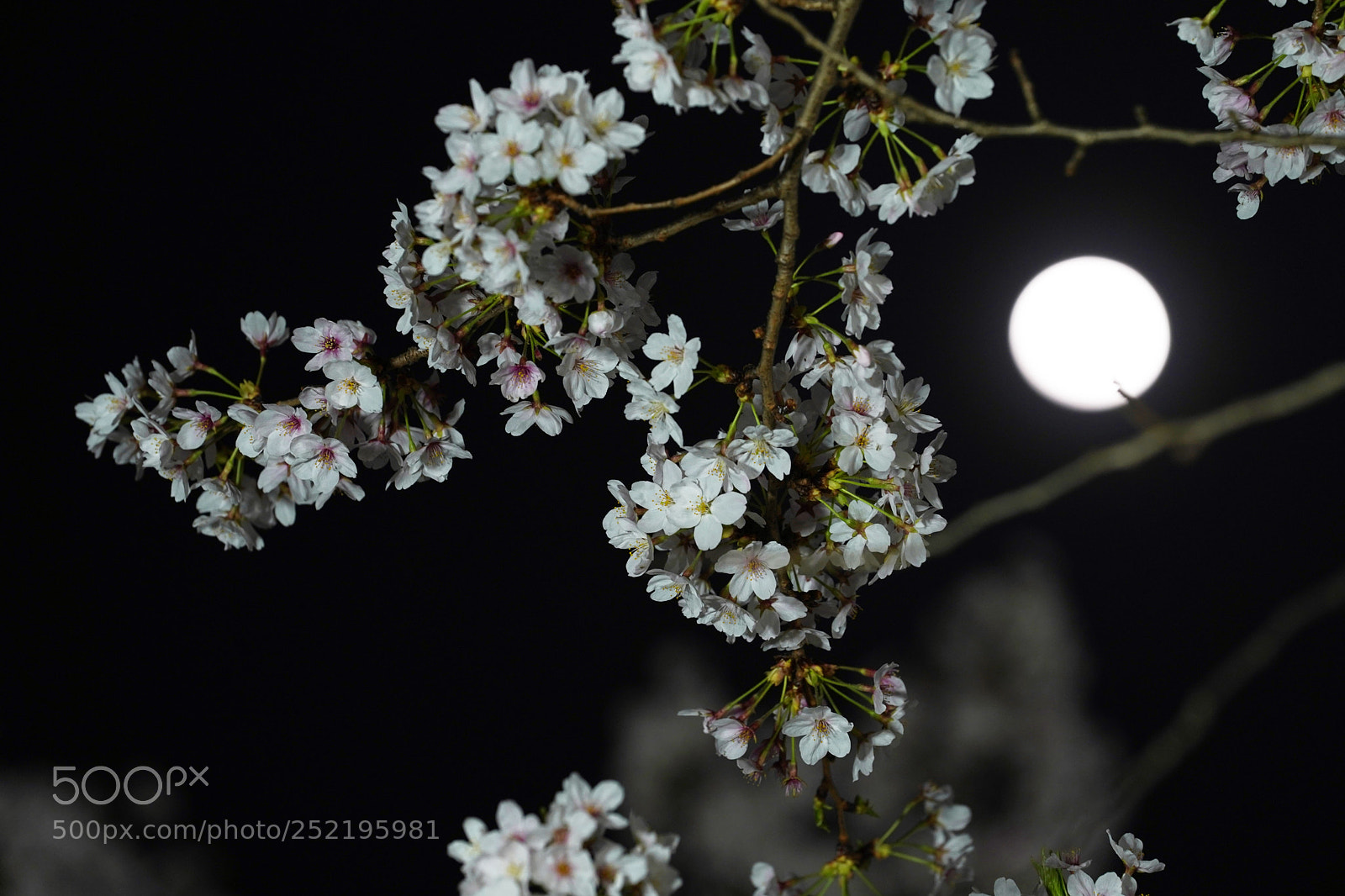Sony a9 sample photo. Moon and cherry blossoms photography