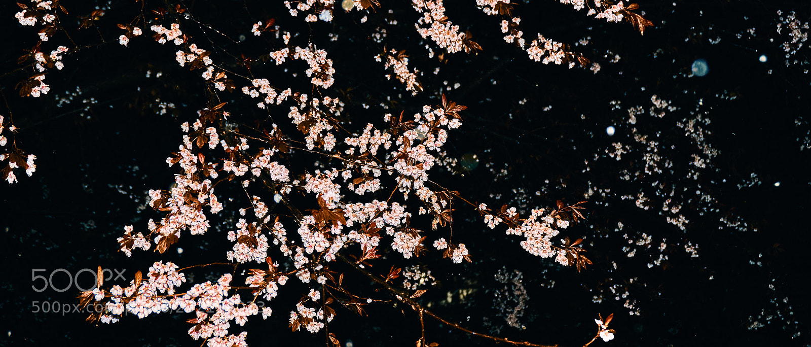 Sony a6000 sample photo. 樱花 photography