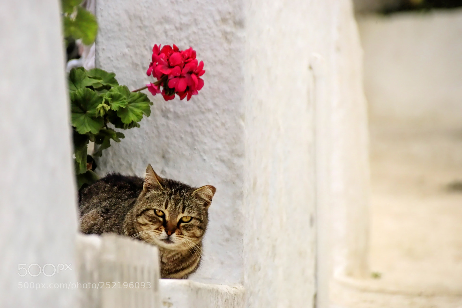 Canon EOS 80D sample photo. Img photography