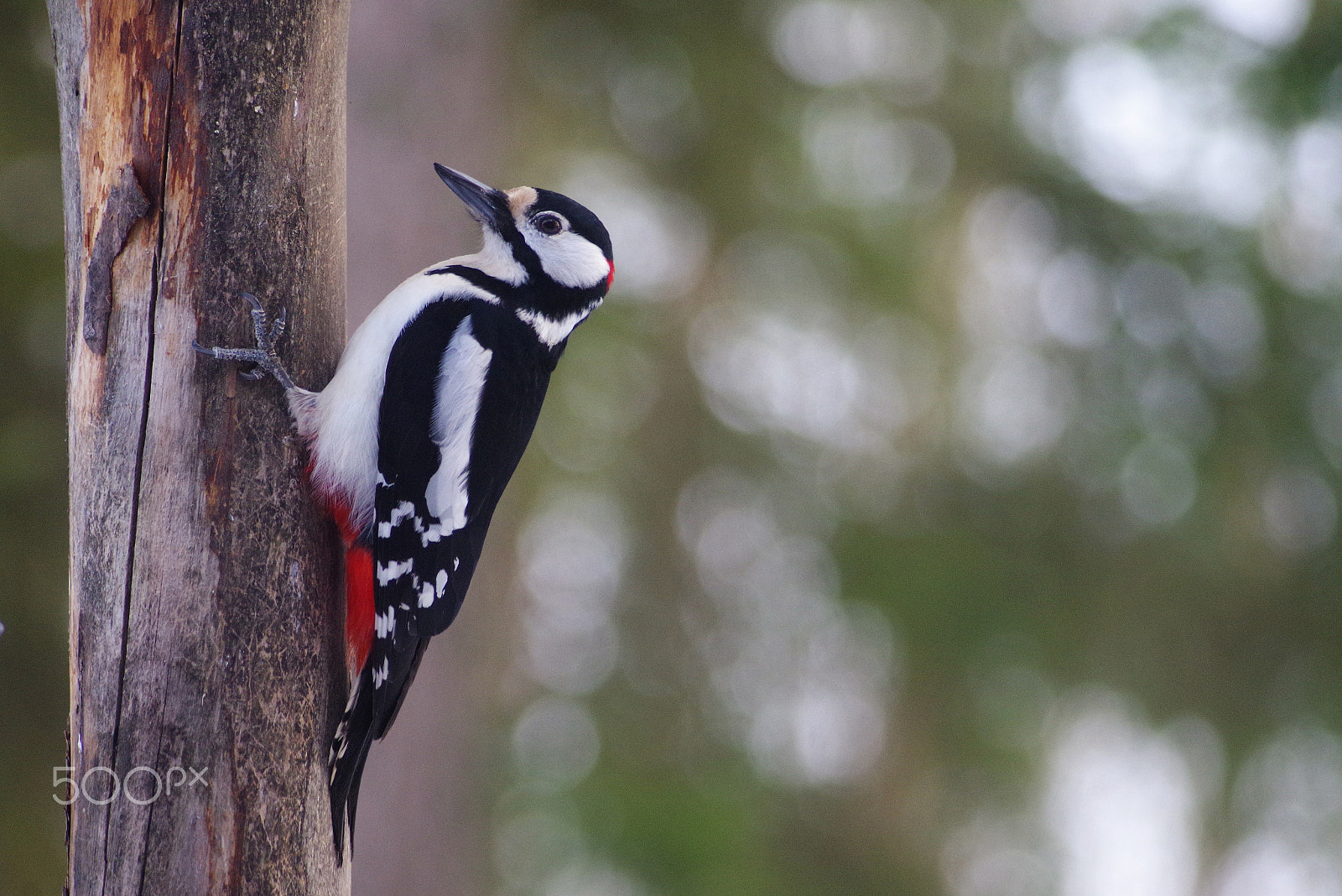 Pentax K-1 sample photo. Great spotted woodpecker photography