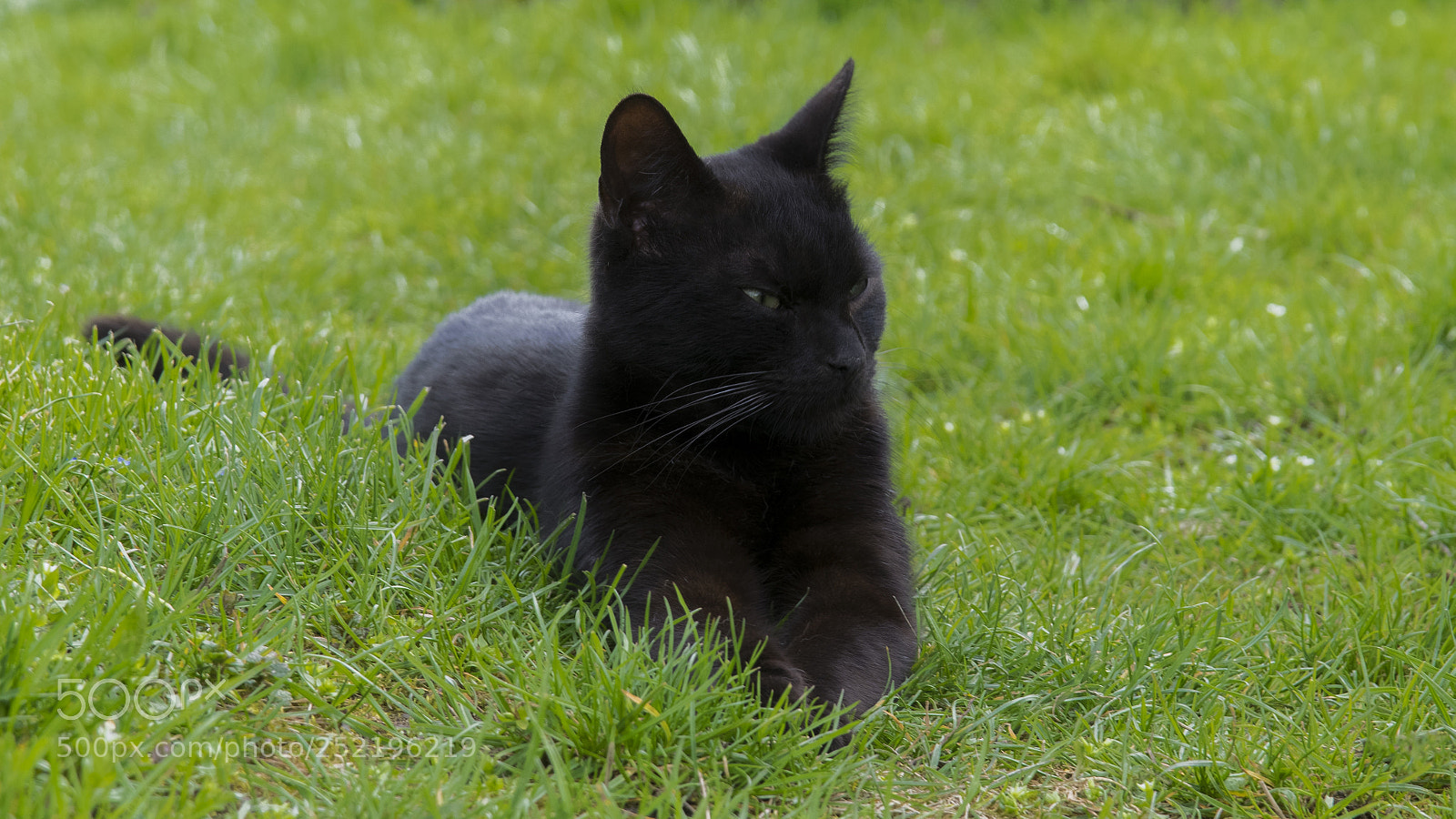 Nikon D3300 sample photo. Black cat gizmo photography