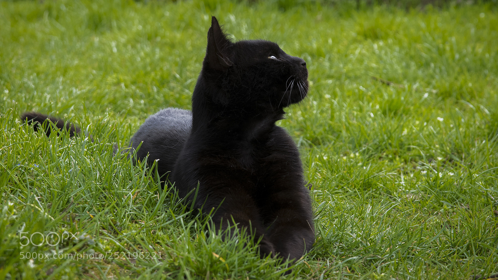 Nikon D3300 sample photo. Black cat gizmo photography